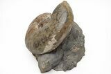 Iridescent Hoploscaphites Ammonite Fossil - South Dakota #209699-1